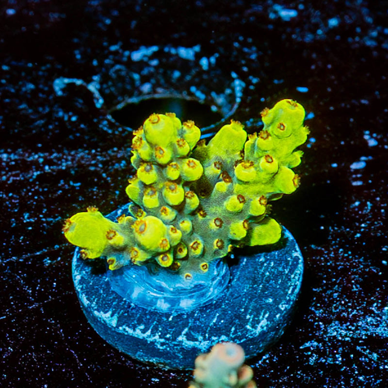 Firefly Acropora