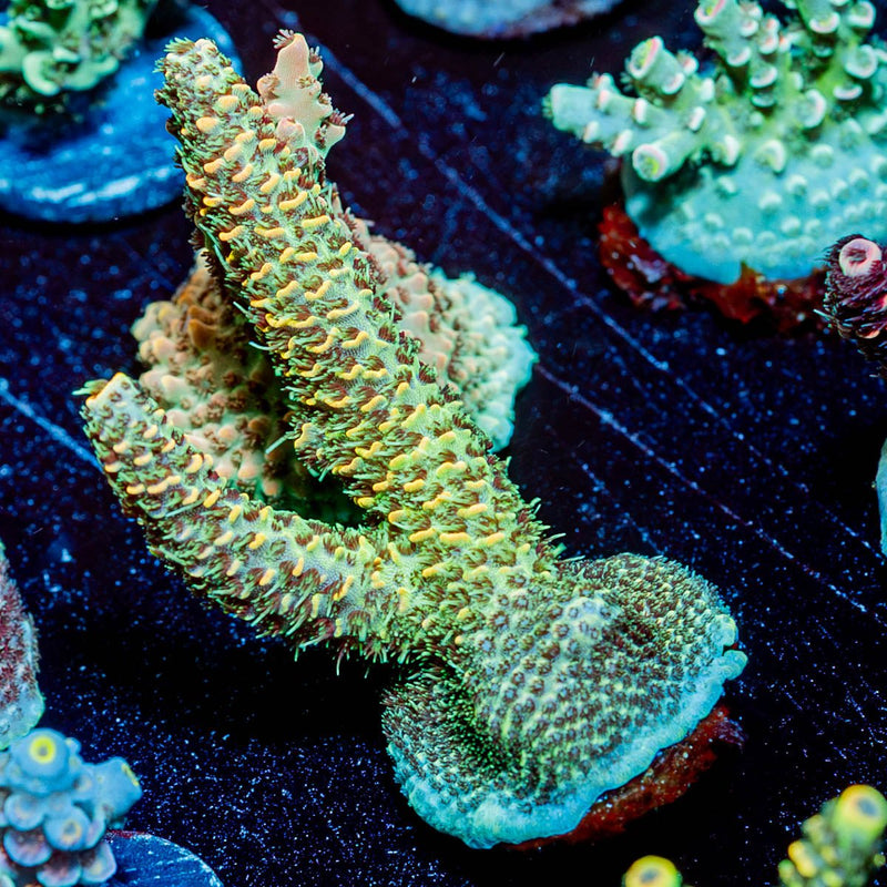 Sky Walker Acropora