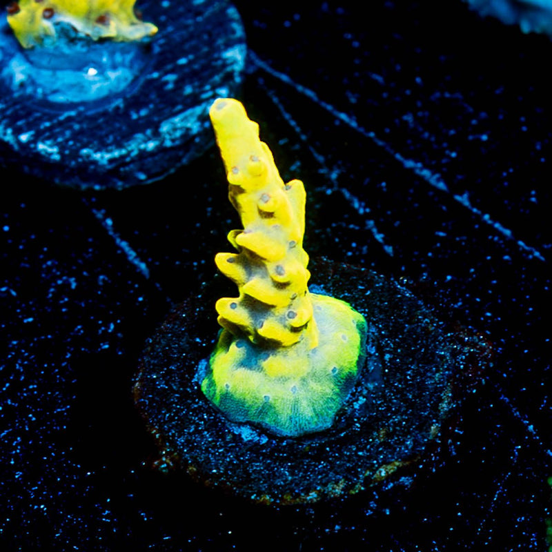 Pink Floyd Acropora
