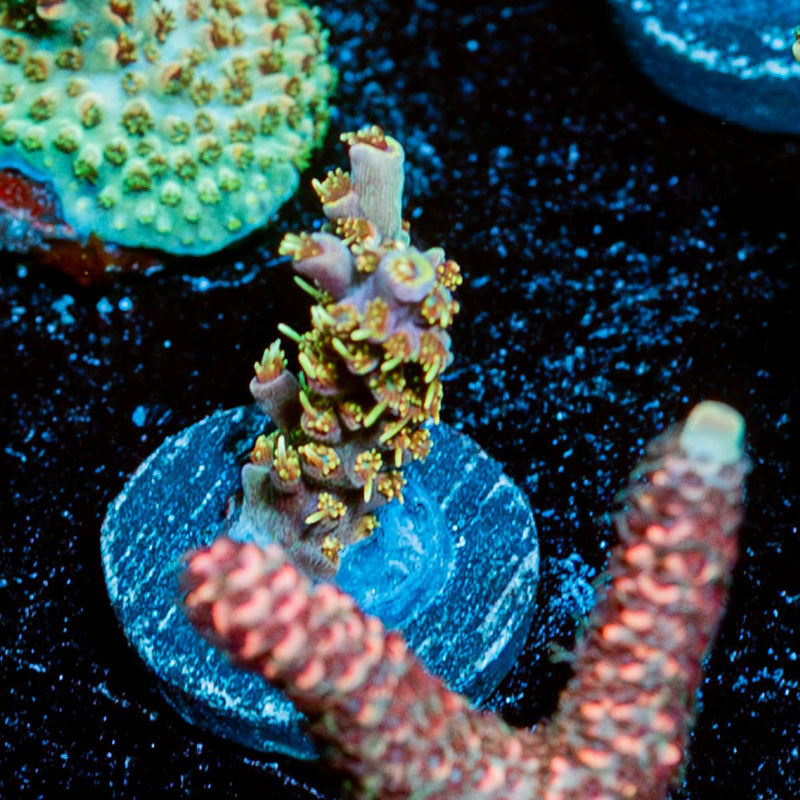 Buzz Lightyear Acropora