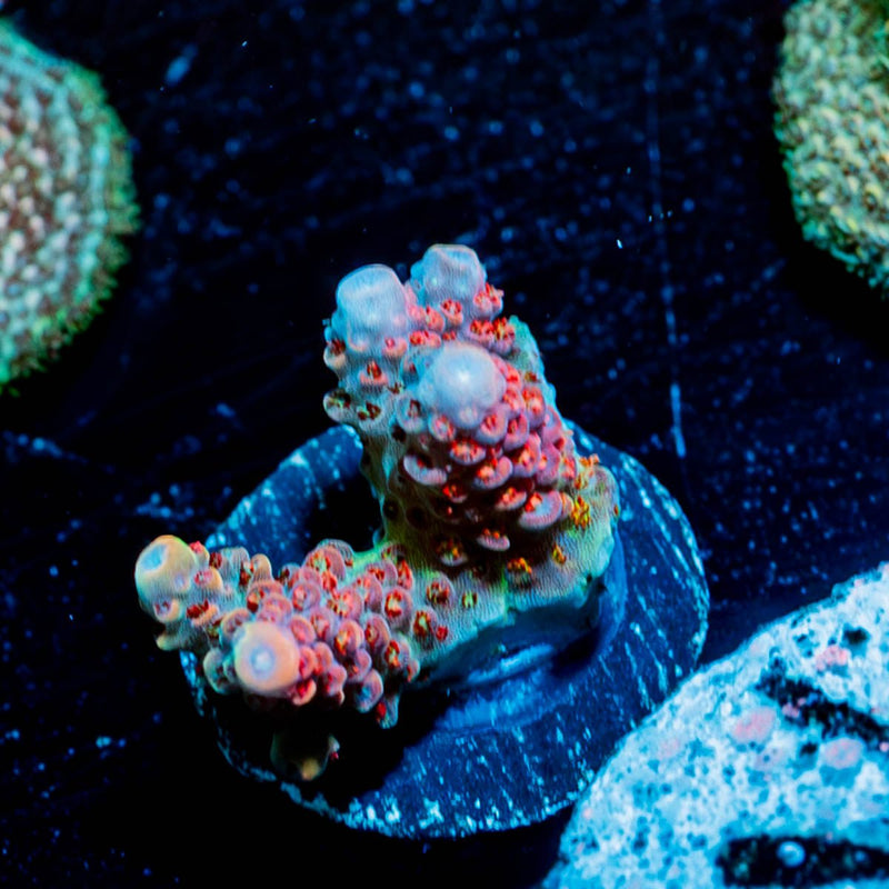 Princess Peach Acropora