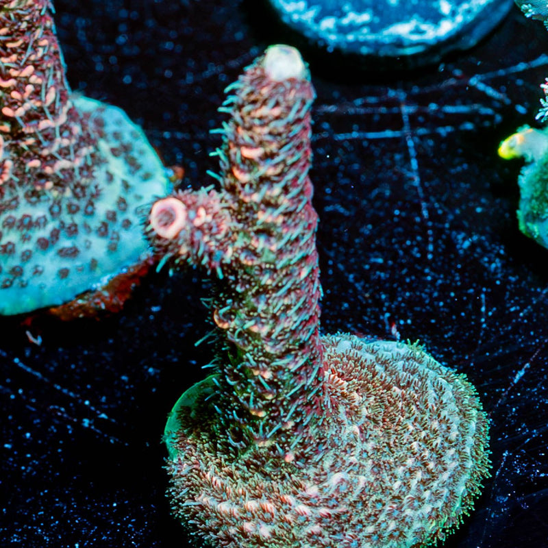 judge Judy Millepora