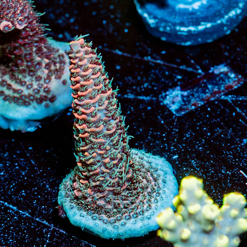 judge Judy Millepora