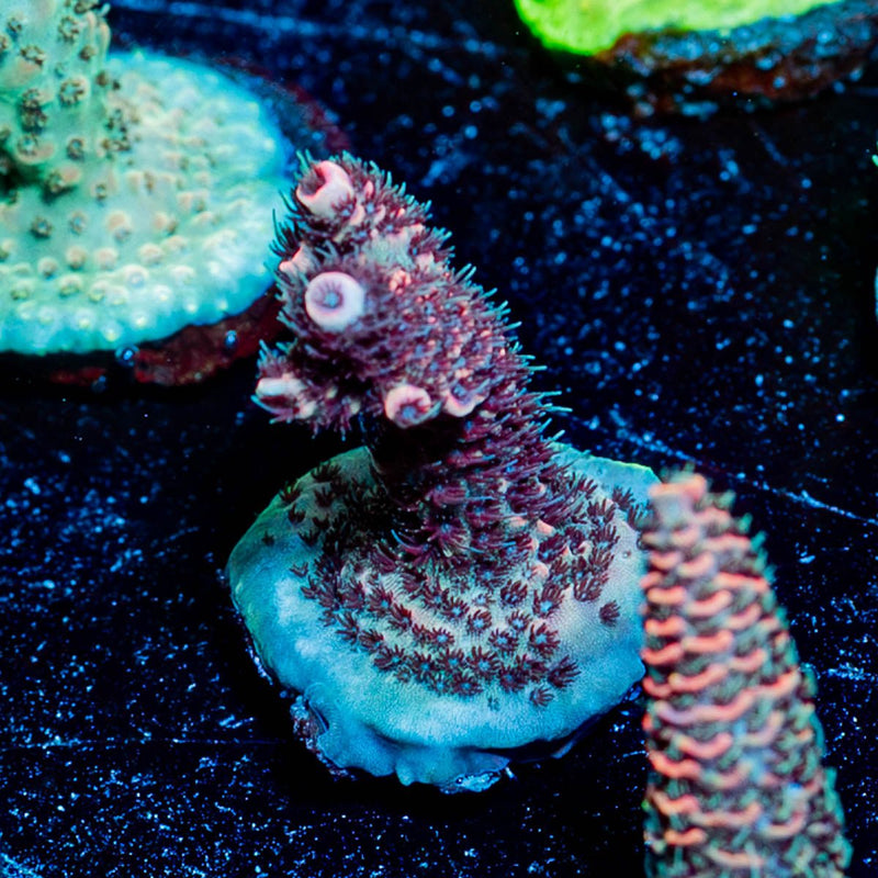 judge Judy Millepora