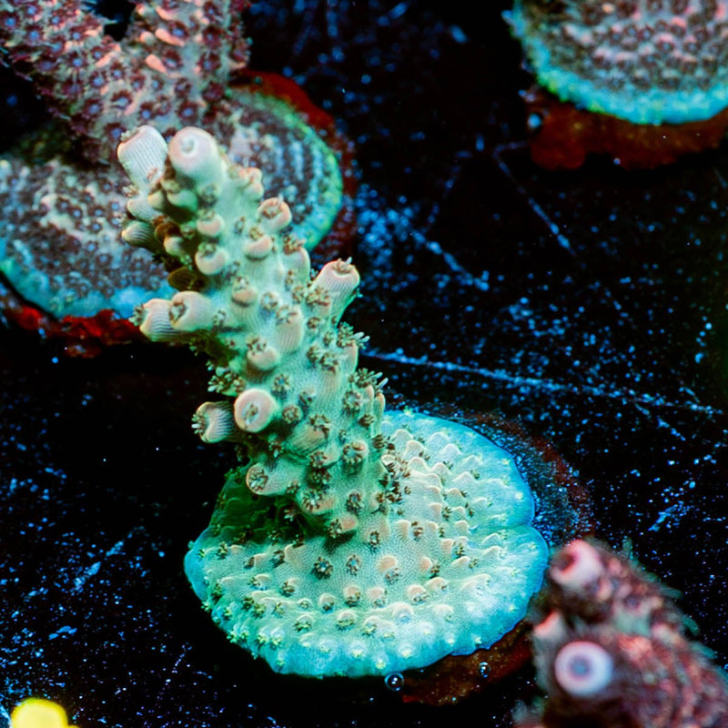 Temporal Distortion Acropora