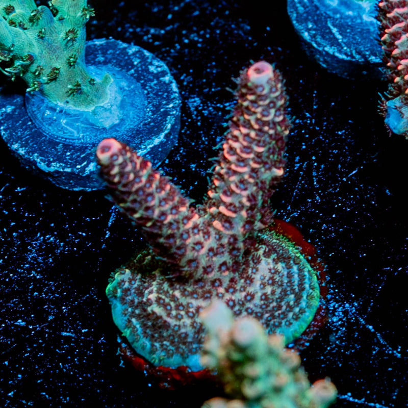 judge Judy Millepora