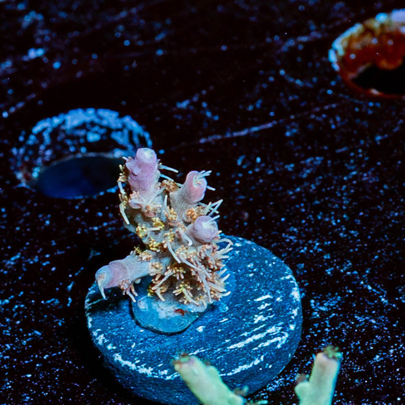 Buzz Lightyear Acropora