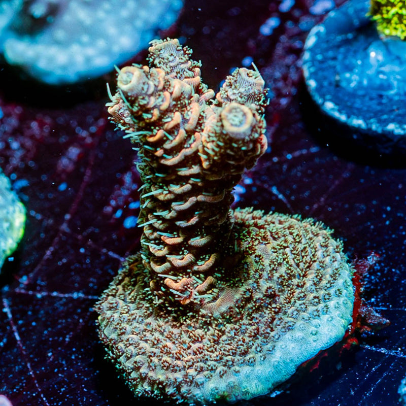 judge Judy Millepora