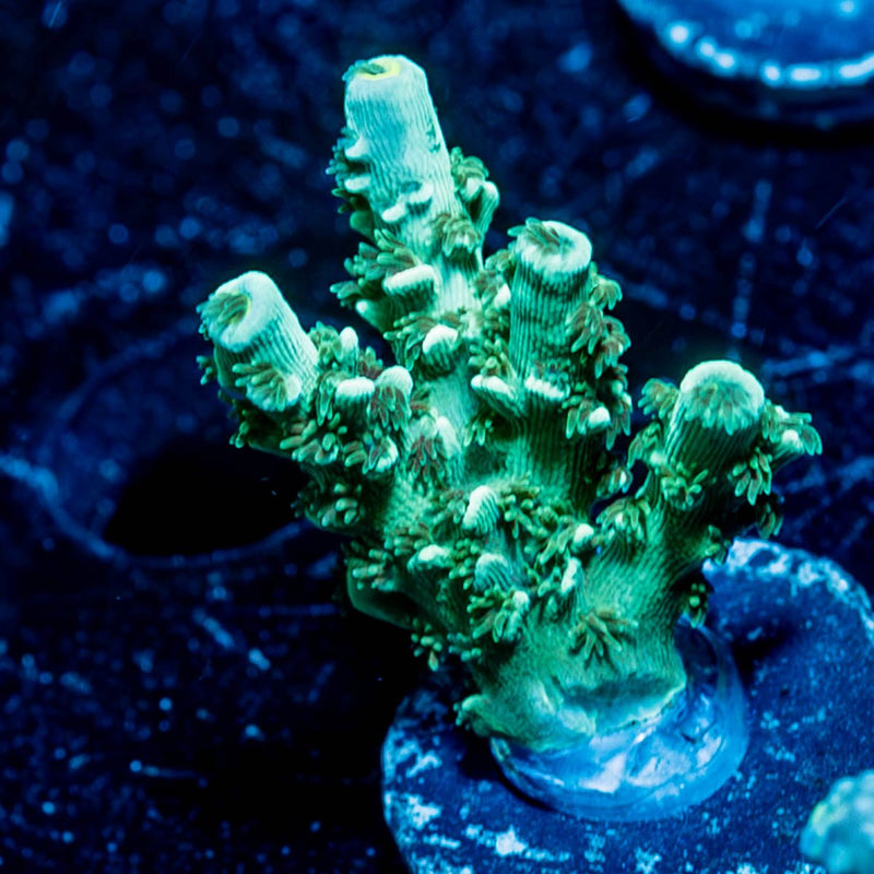 Oscar the grouch Acropora