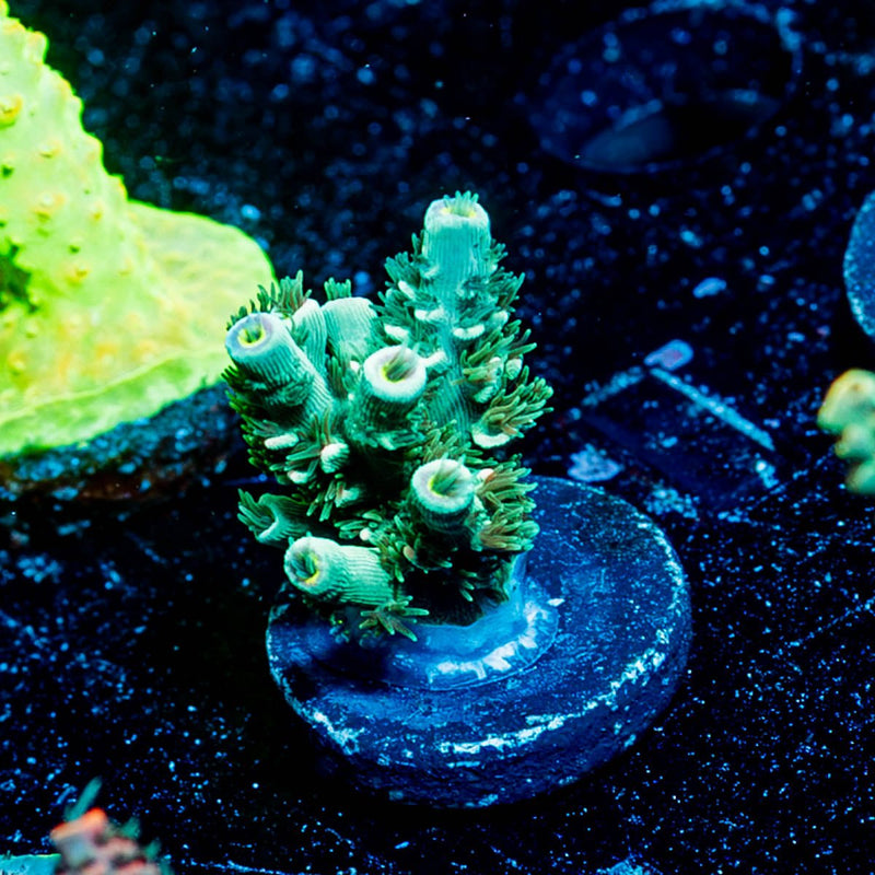 Oscar the grouch Acropora