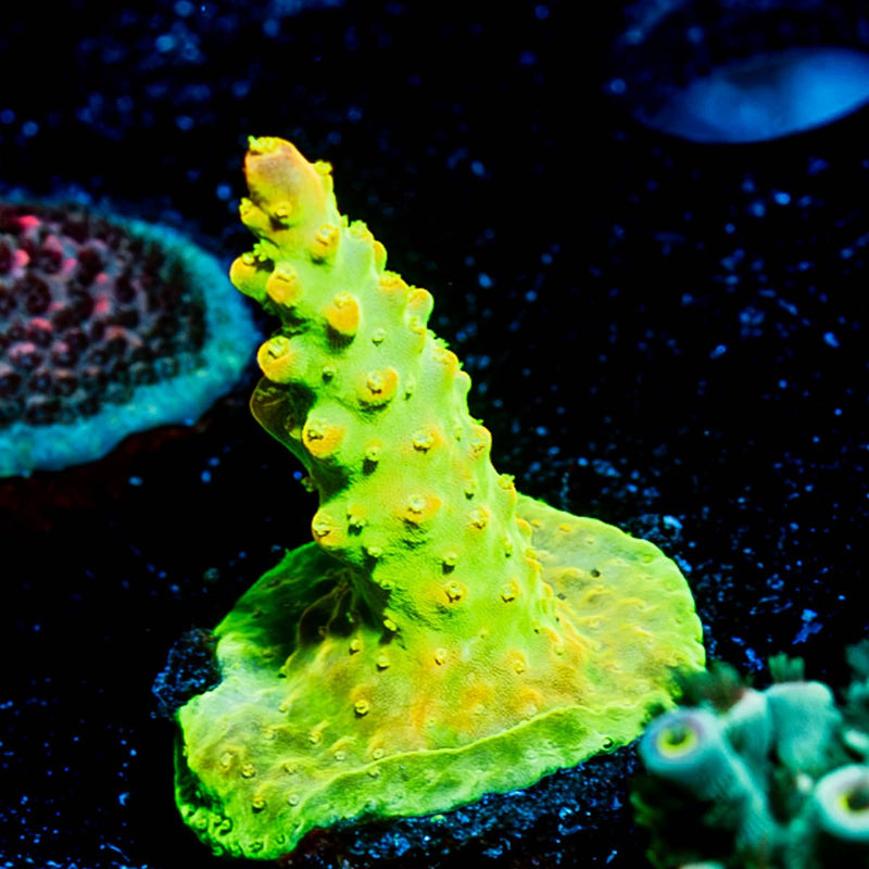 Paletta Pink Tip Acropora