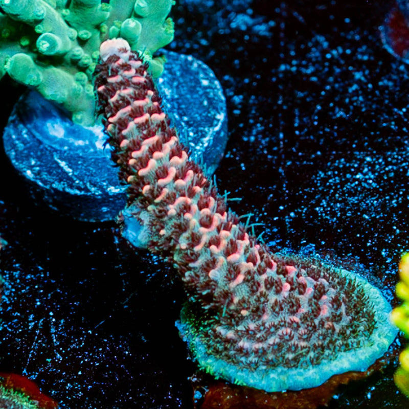 judge Judy Millepora