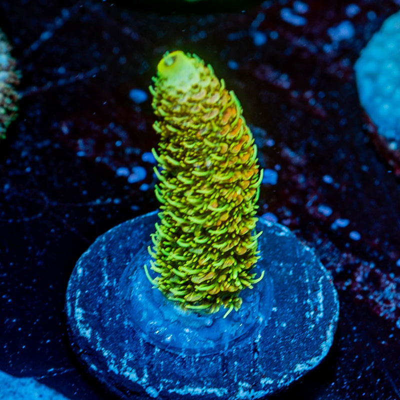 RMF Acid Trip Millepora