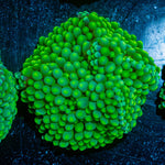 FL Ricordea Mushroom - riptide aquaculture llc