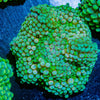 FL Ricordea Mushroom - riptide aquaculture llc