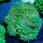 FL Ricordea Mushroom - riptide aquaculture llc