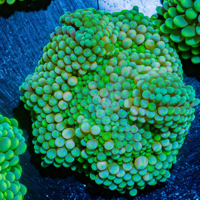 FL Ricordea Mushroom