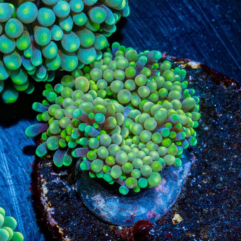 FL Ricordea Mushroom