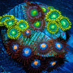 Zoanthid Combo Plug - riptide aquaculture llc