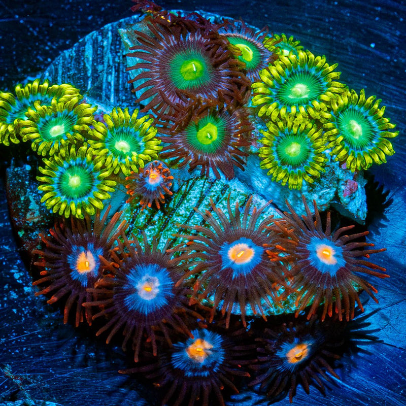 Zoanthid Combo Plug