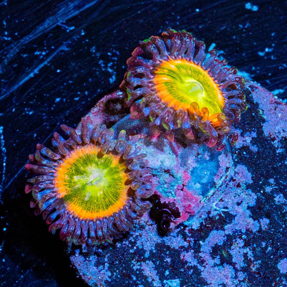 Funny D's Zoanthid - riptide aquaculture llc