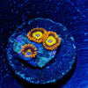 Fruity Loops Zoanthid - riptide aquaculture llc