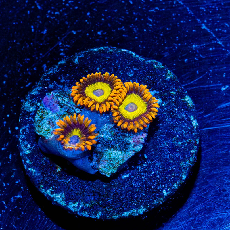 Fruity Loops Zoanthid