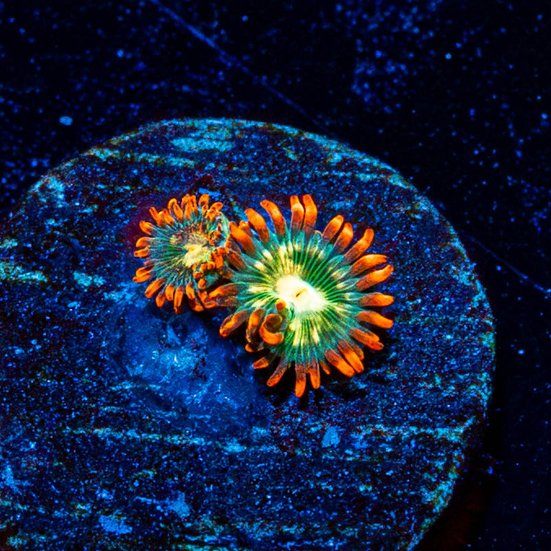 Blueberry Yum Yum Zoanthid