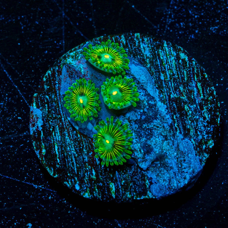 Odd Balls Zoanthid