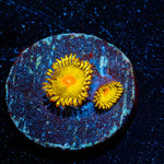 WWC Golden Gods Zoanthid - riptide aquaculture llc