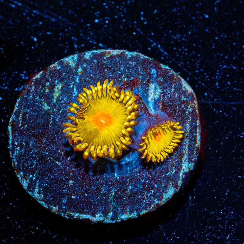WWC Golden Gods Zoanthid