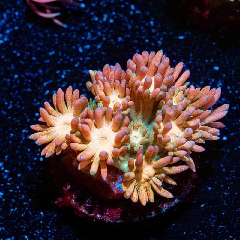 Cotton Candy Goniopora