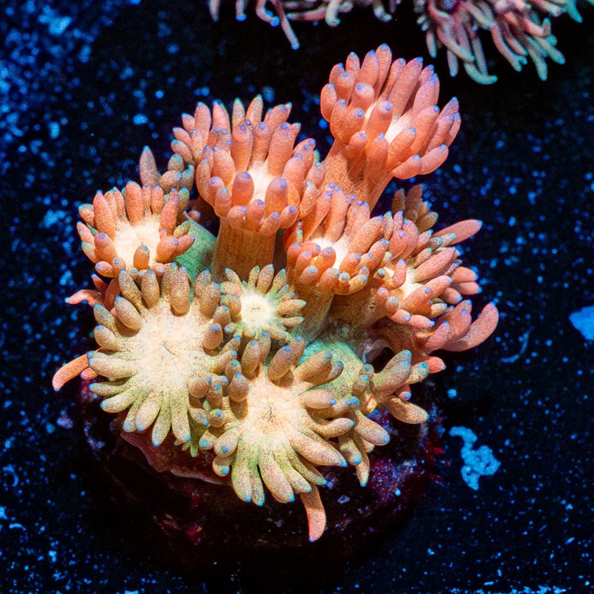 Cotton Candy Goniopora - riptide aquaculture llc