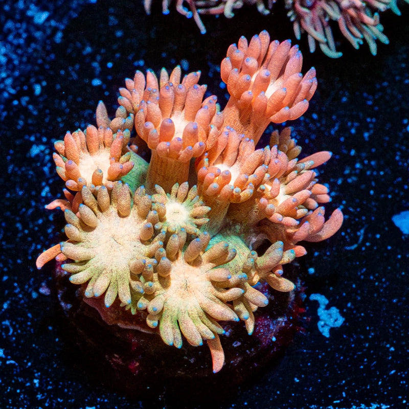 Cotton Candy Goniopora