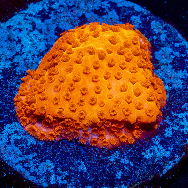 Orange Marmlade Montipora