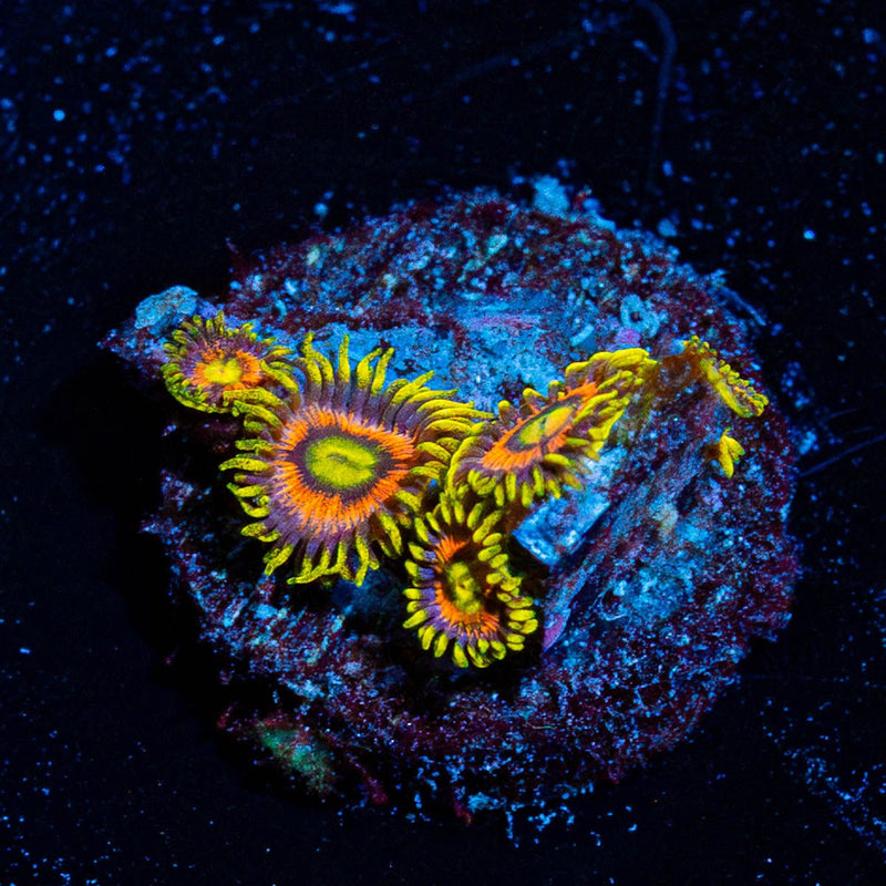 Kamikaze Zoanthid