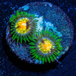 Daisy Cutters Zoanthid - riptide aquaculture llc