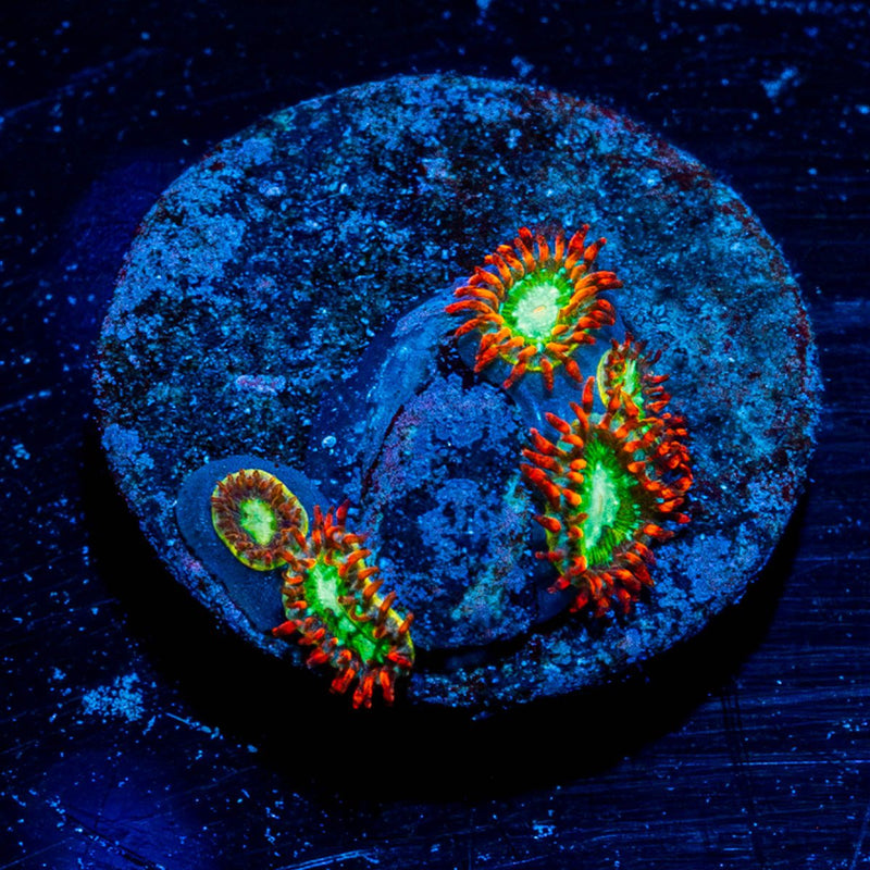 WWC Viridian Zoanthid
