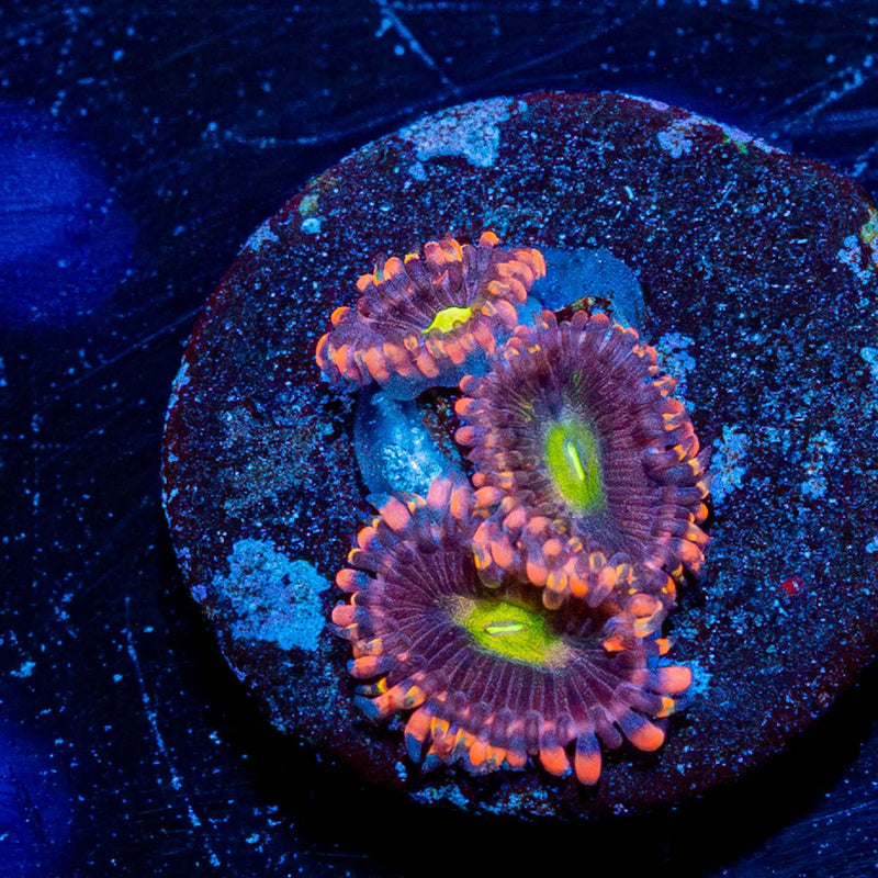 Bombshells Zoanthid