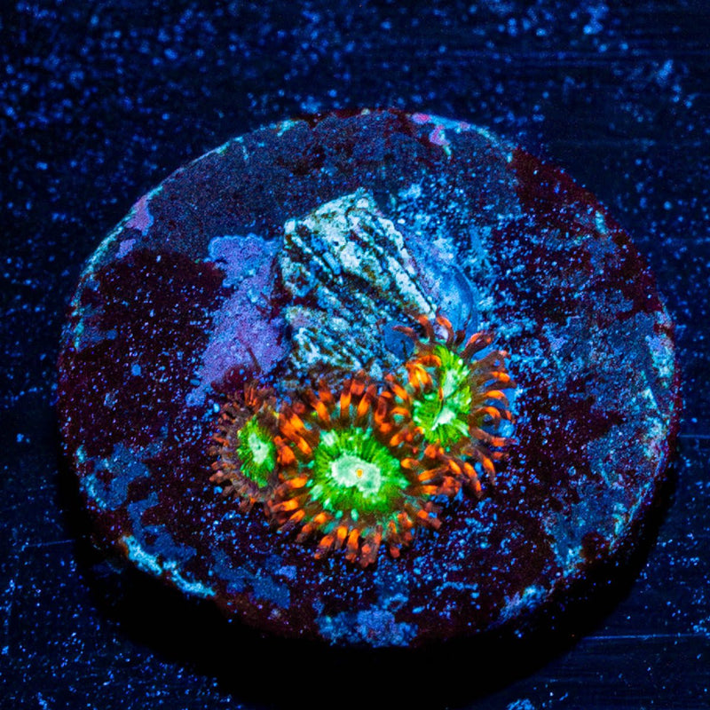 WWC Viridian Zoanthid