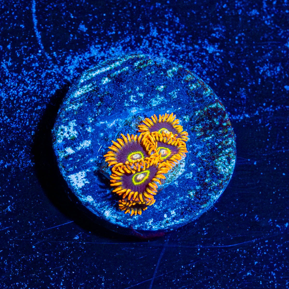 Rainbow Hornets Zoanthid - riptide aquaculture llc
