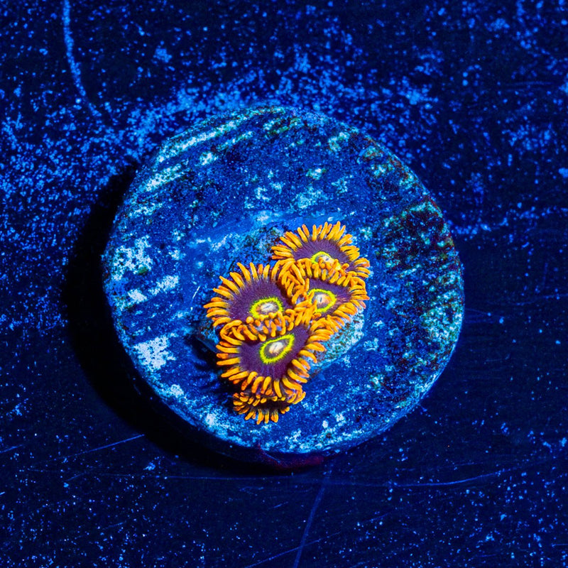 Rainbow Hornets Zoanthid