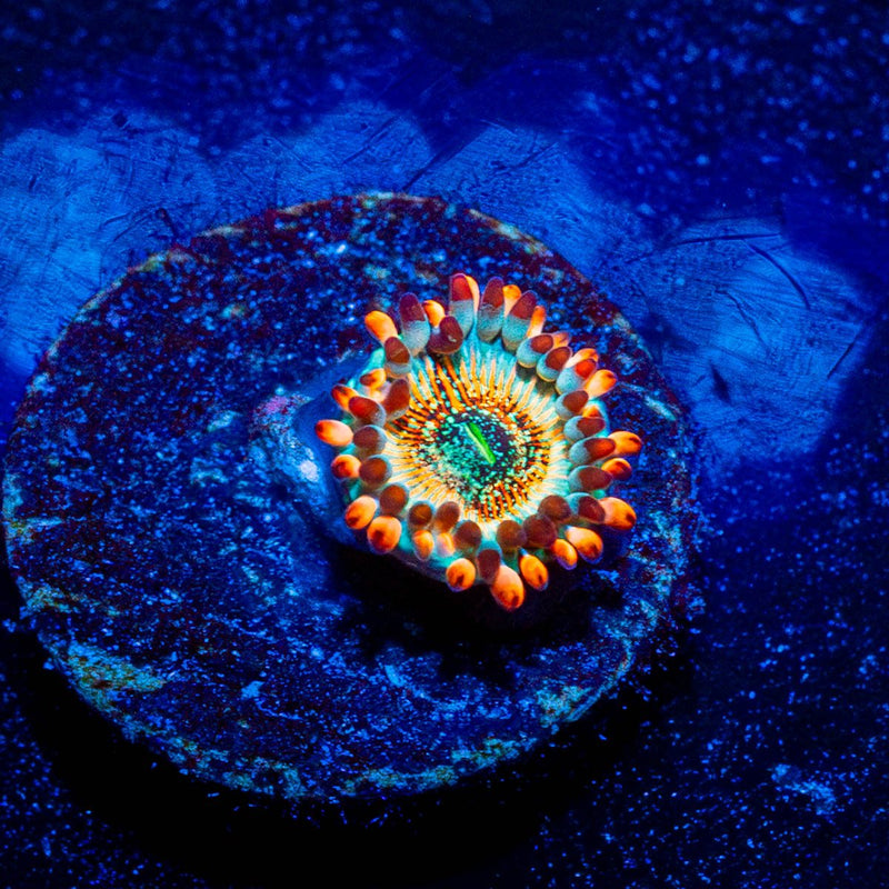 White Zombie Zoanthid