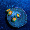 Fairy Tails Zoanthid - riptide aquaculture llc