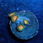 Fairy Tails Zoanthid - riptide aquaculture llc