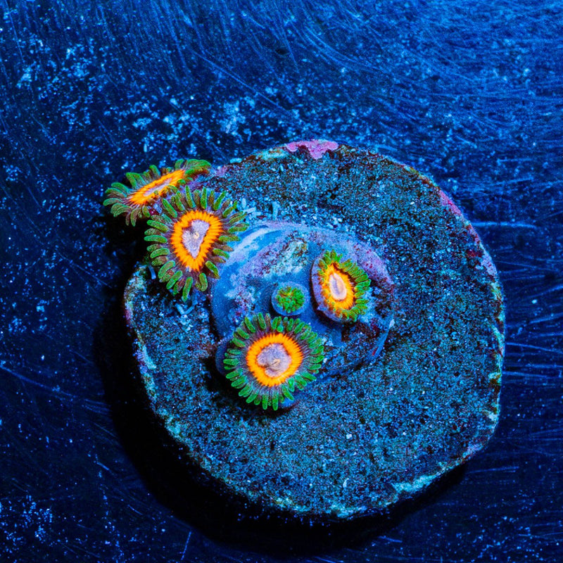 Fairy Tails Zoanthid