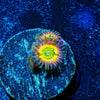 Tinker Bells Zoanthid - riptide aquaculture llc