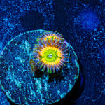 Tinker Bells Zoanthid - riptide aquaculture llc