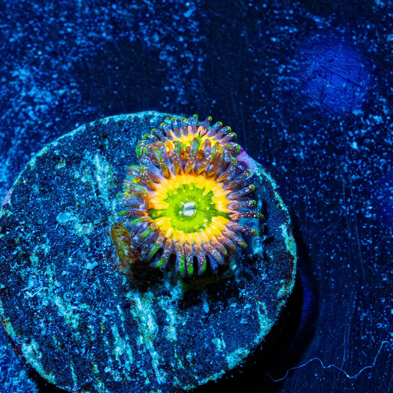 Tinker Bells Zoanthid