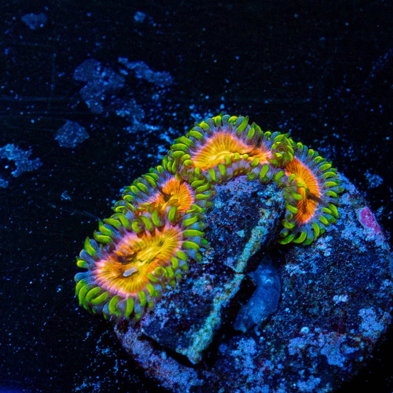 Nirvana Zoanthid